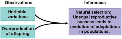Natural selection: population with varied traits, elimination, increasing frequency
