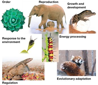 Properties of life: order, reproduction, growth and development, energy processing, regulation, response to environment, evolutionary adaptation