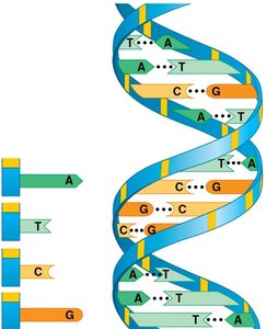 Beta barrel protein structure