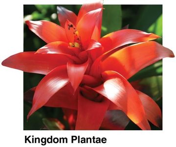 Kingdom Plantae