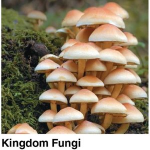 Kingdom Fungi