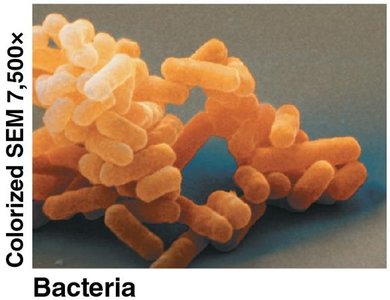 Bacteria (SEM image)