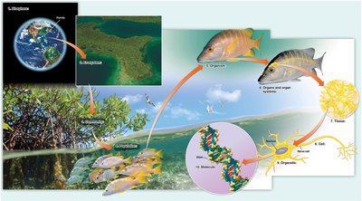 Hierarchy of biological organization from biosphere to molecules