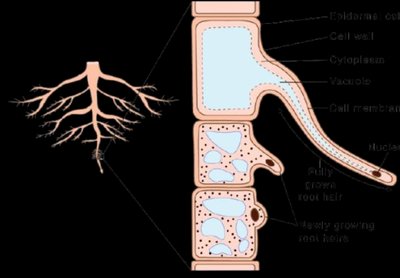 Root hair structure and function