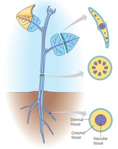 Diagram of plant tissue systems
