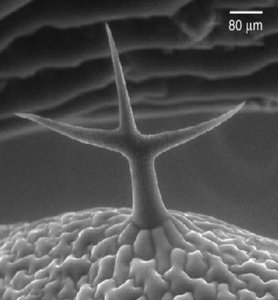 Trichome on leaf surface