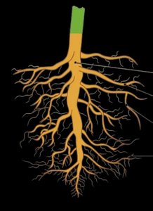 Taproot system diagram