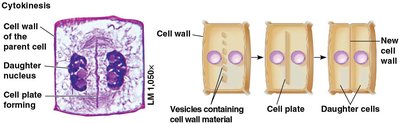 Cytokinesis in plant cells