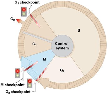 Cell cycle control system