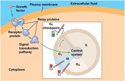 Growth factor signaling and cell cycle control