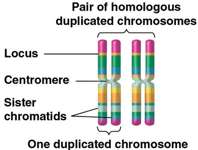Homologous chromosomes structure