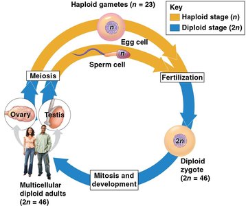 Human life cycle: haploid and diploid stages