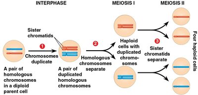 Human life cycle: meiosis and fertilization