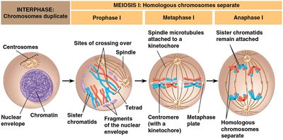 Overview of meiosis: chromosome behavior