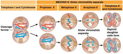 Stages of meiosis I and II