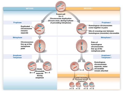 Comparison of mitosis and meiosis