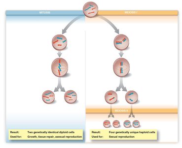 Outcomes of mitosis and meiosis