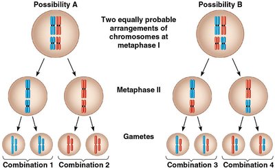 Independent assortment of chromosomes