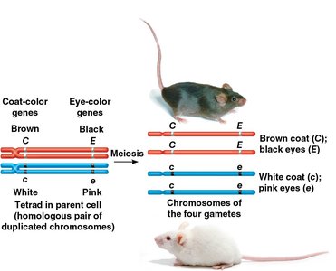Crossing over and genetic recombination