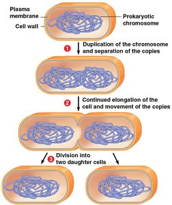 Binary fission in prokaryotes