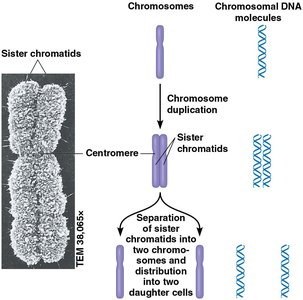 Chromosome duplication and separation