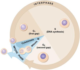 The cell cycle diagram