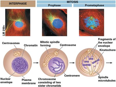 Stages of mitosis: Interphase, Prophase, Prometaphase