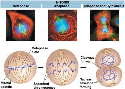 Stages of mitosis: Metaphase, Anaphase, Telophase and Cytokinesis