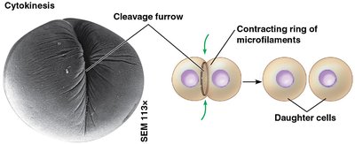 Cytokinesis in animal cells