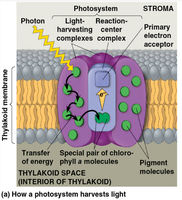 Diagram of a photosystem embedded in the thylakoid membrane, showing photon absorption and energy transfer to the reaction center complex.