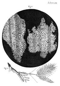 Portrait of Robert Hooke