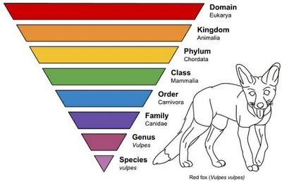 Taxonomic hierarchy with red fox example