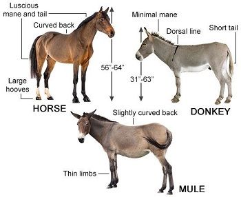 Horse, donkey, and mule illustrating hybrid sterility