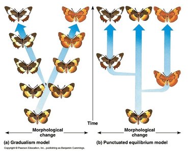 Gradualism vs. punctuated equilibrium