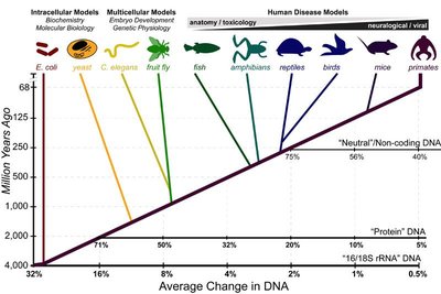 Molecular clock and DNA divergence