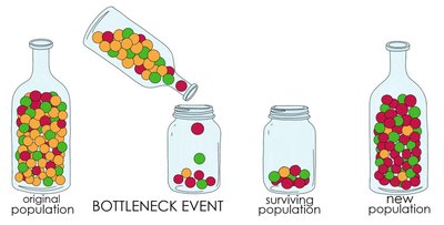 Bottleneck effect illustration