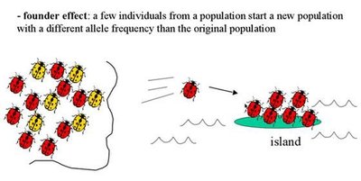 Founder effect illustration