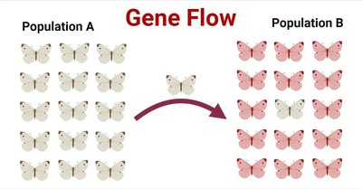 Gene flow between populations