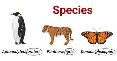 Examples of species with scientific names