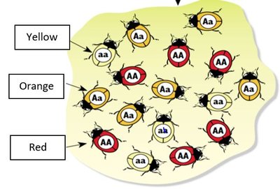 Gene pool diversity in beetle population