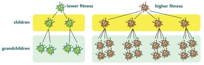 Diagram showing fitness differences in beetles