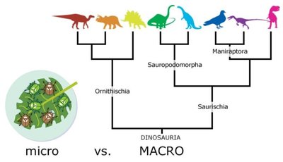 Microevolution vs. Macroevolution diagram