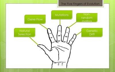 Five fingers of evolution diagram