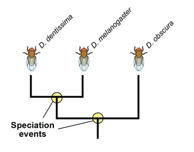 Speciation events in Drosophila