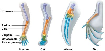 Homologous limb structures in vertebrates