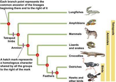 Evolutionary tree based on homology