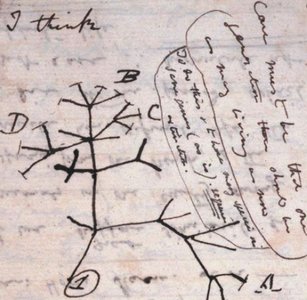 Darwin's sketch of an evolutionary tree