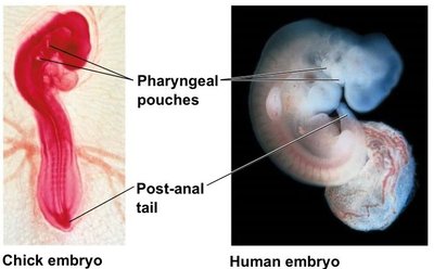 Chick and human embryo showing pharyngeal pouches and post-anal tail