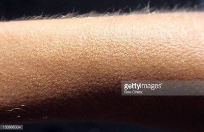 Goosebumps as a vestigial structure in humans