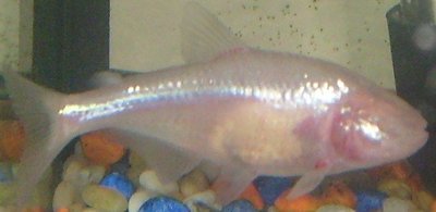 Blind cave fish as an example of vestigial eyes